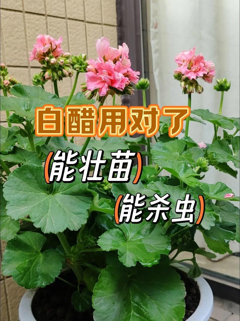 醋与植物的关系（食醋对植物的影响）-第5张图片-多多自然网