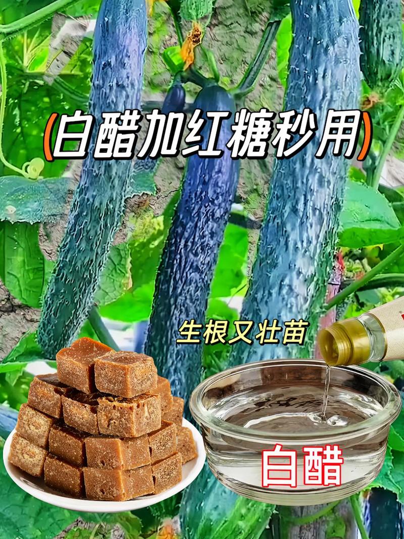 醋与植物的关系（食醋对植物的影响）-第6张图片-多多自然网