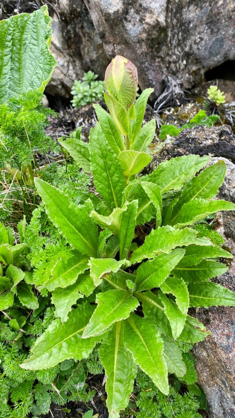 草本植物知识百科大全（草本植物是什么?）-第2张图片-多多自然网