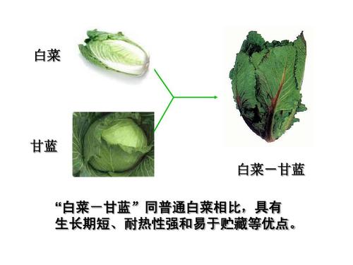 超有趣的植物的冷知识（20种常见有趣的植物）-第8张图片-多多自然网