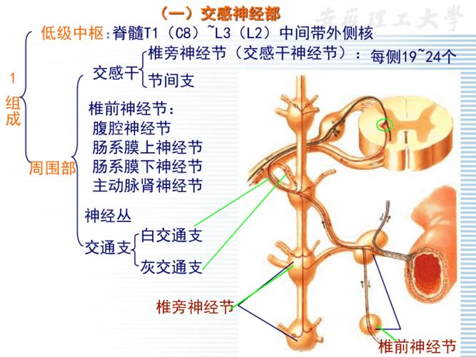 大脑皮层与植物神经的关系（大脑皮层与神经中枢的关系）-第1张图片-多多自然网