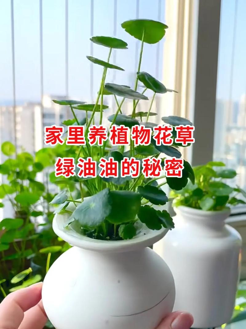 冬天植物养护小知识（冬天养植物注意事项）-第1张图片-多多自然网