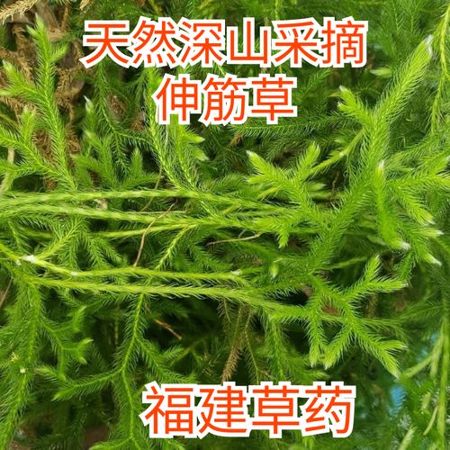 草药植物知识百科大全闽南话（闽南话方言大词典）-第2张图片-多多自然网