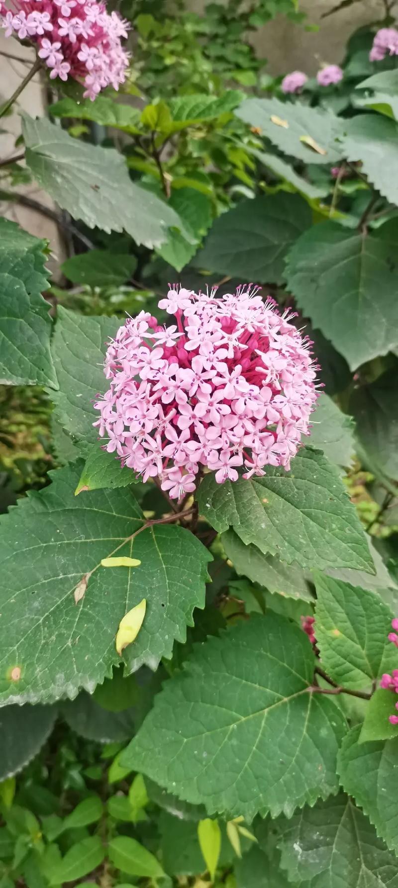 草药植物知识百科大全闽南话（闽南话方言大词典）-第5张图片-多多自然网