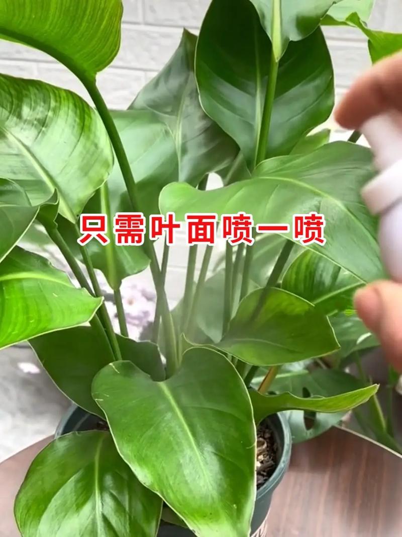 冬天适合什么植物养护知识（冬天适合养的植物有哪些）-第6张图片-多多自然网