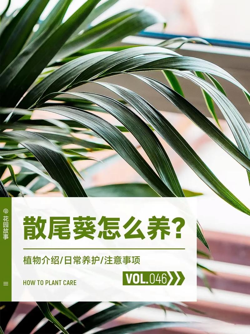 草本植物养护知识大全（草本植物门）-第4张图片-多多自然网