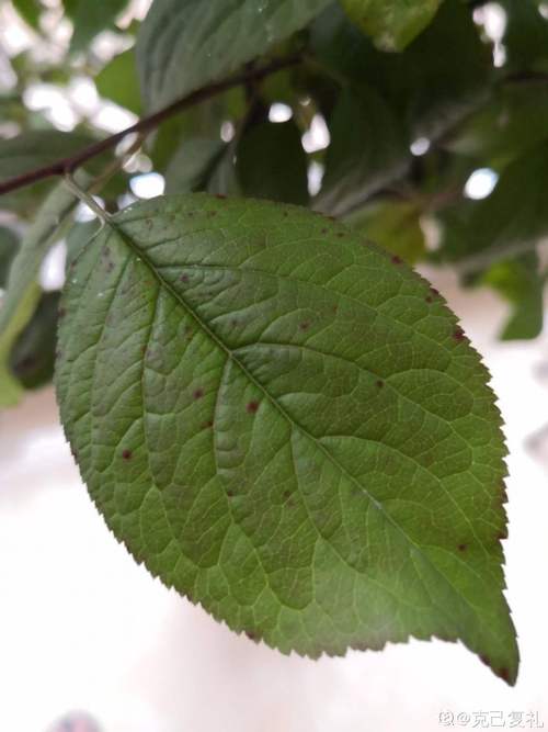 部分植物变红与花青素的关系（花青素与植物器官颜色变化的关系）-第4张图片-多多自然网