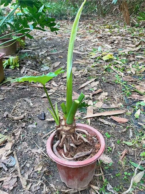 春雨植物怎样养护知识（春雨绿植怎么繁殖）-第1张图片-多多自然网