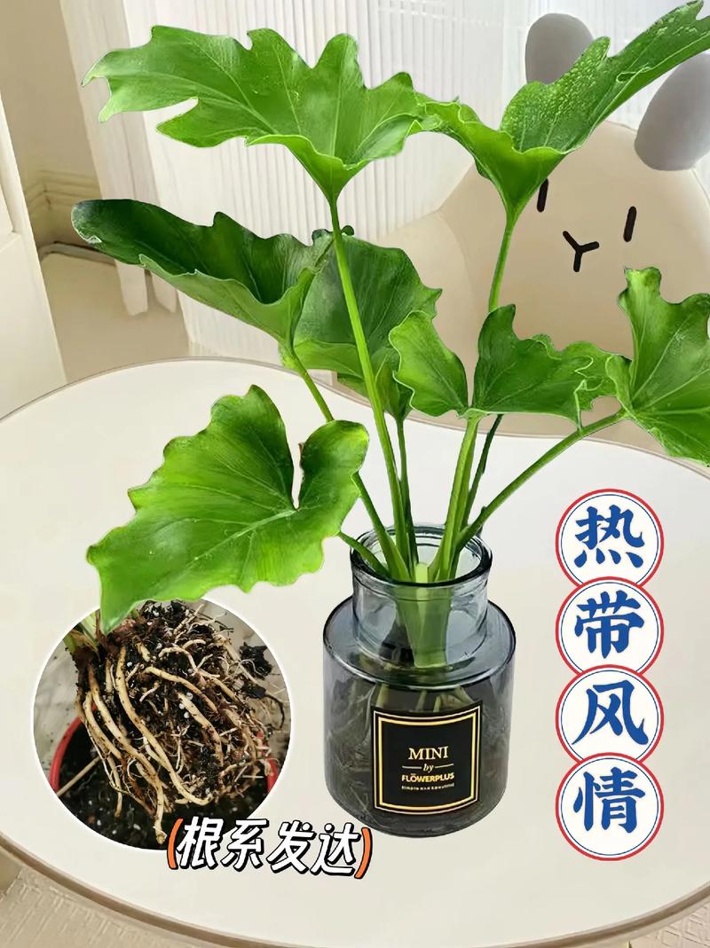 春雨植物怎样养护知识（春雨绿植怎么繁殖）-第2张图片-多多自然网