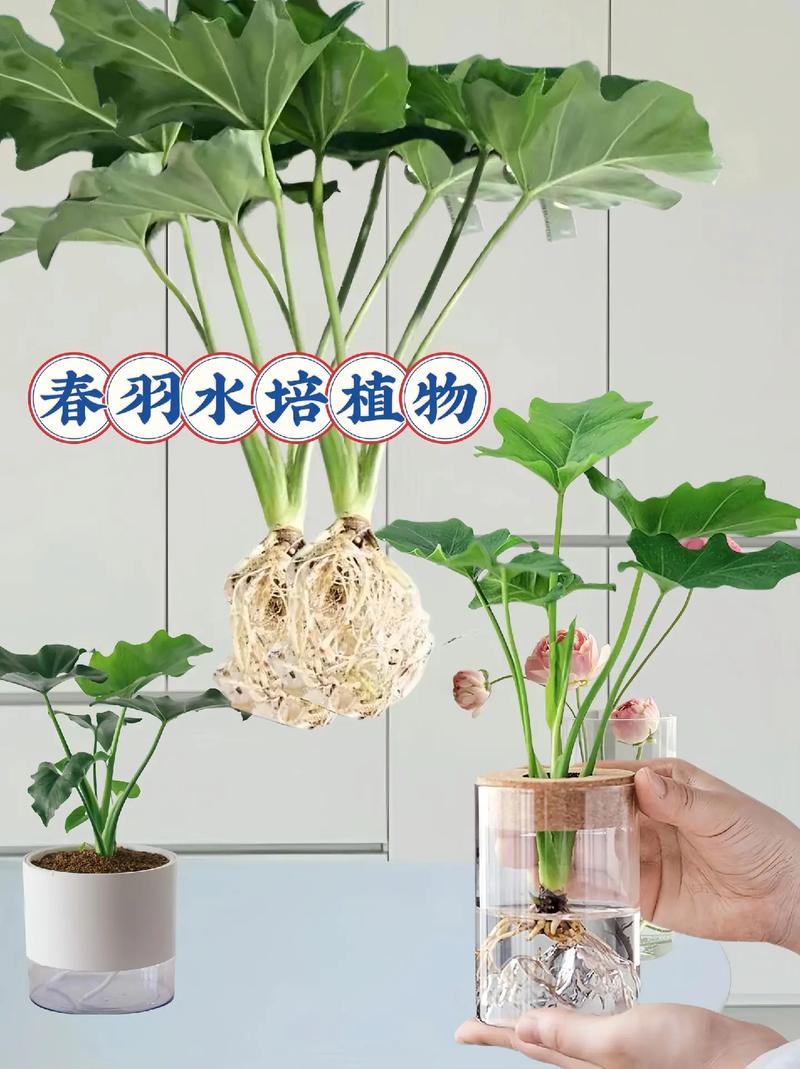 春雨植物怎样养护知识（春雨绿植怎么繁殖）-第5张图片-多多自然网