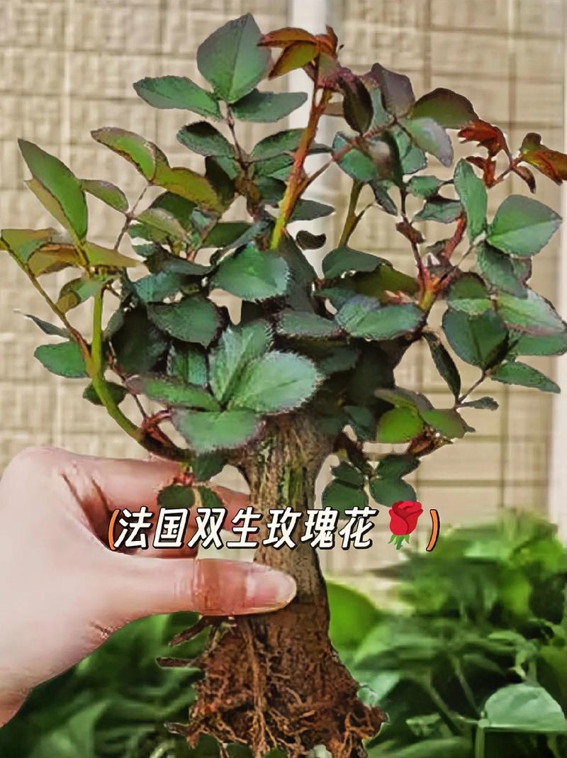 芳香室内盆栽植物养护知识（芳香绿植）-第1张图片-多多自然网