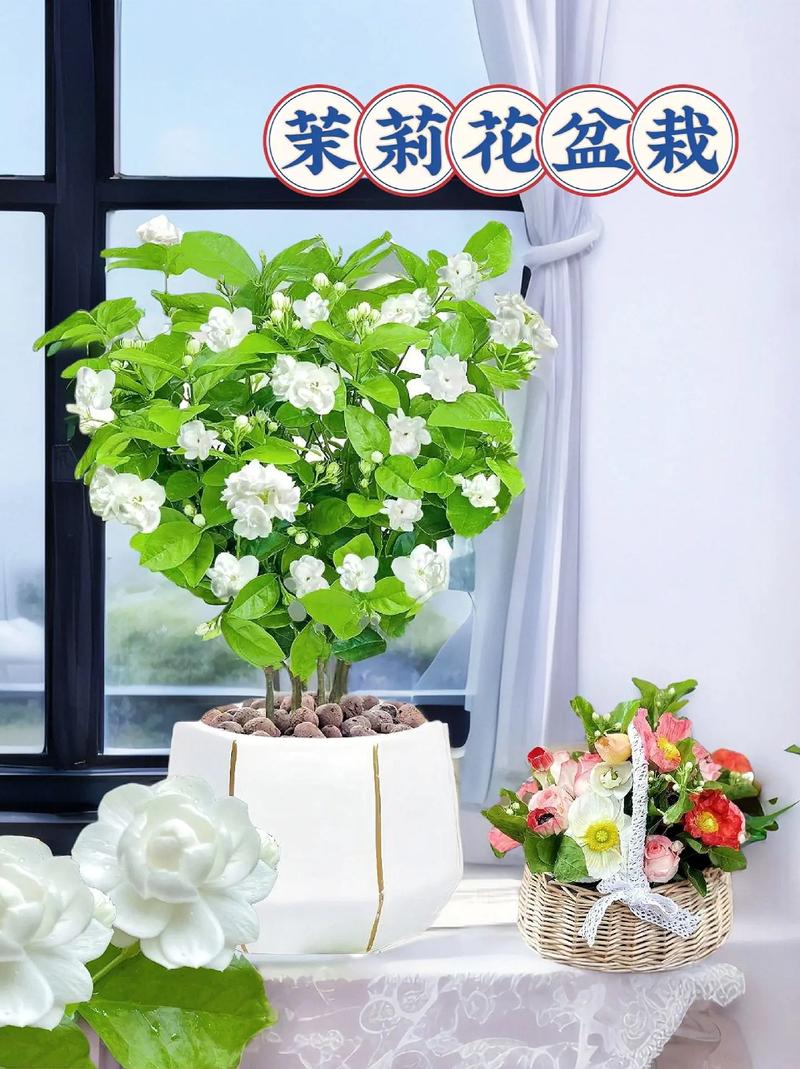 芳香室内盆栽植物养护知识（芳香绿植）-第6张图片-多多自然网