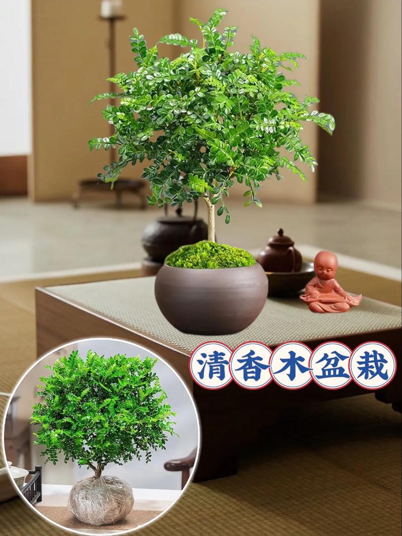 芳香室内盆栽植物养护知识（芳香绿植）-第7张图片-多多自然网