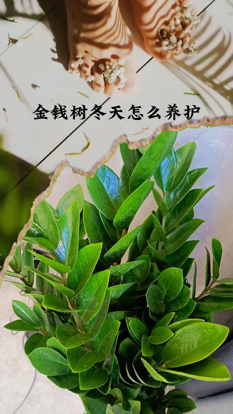 冬季广东家庭绿植养护（广东秋冬天适合种什么花）-第2张图片-多多自然网