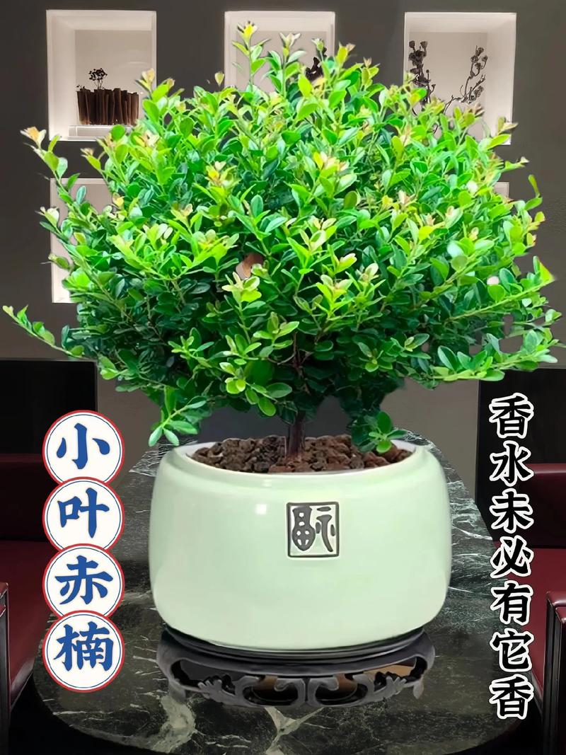 根雕植物养护知识（根雕植物花大全）-第5张图片-多多自然网