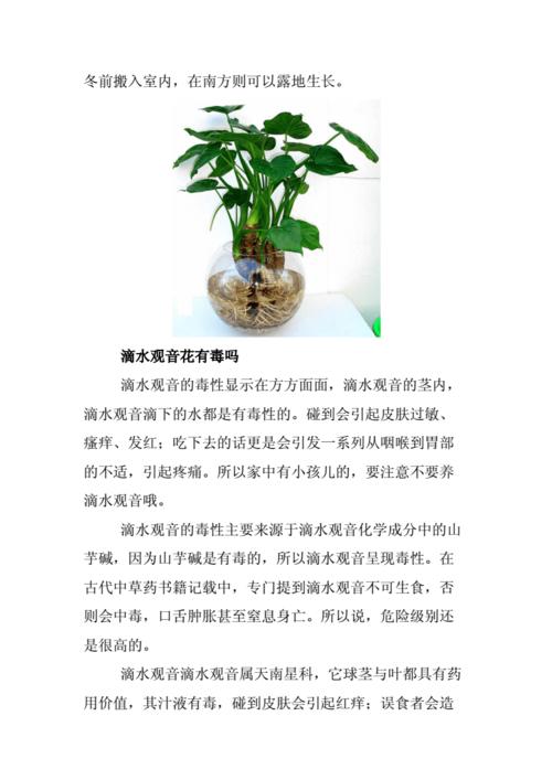 草本植物种植养护知识大全（草本植物配置）-第5张图片-多多自然网