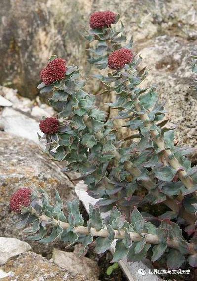 草本植物生长知识大全（草本植物的生长周期）-第5张图片-多多自然网