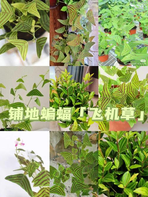 飞机草植物养护知识（飞机草的图片与药用功能）-第7张图片-多多自然网