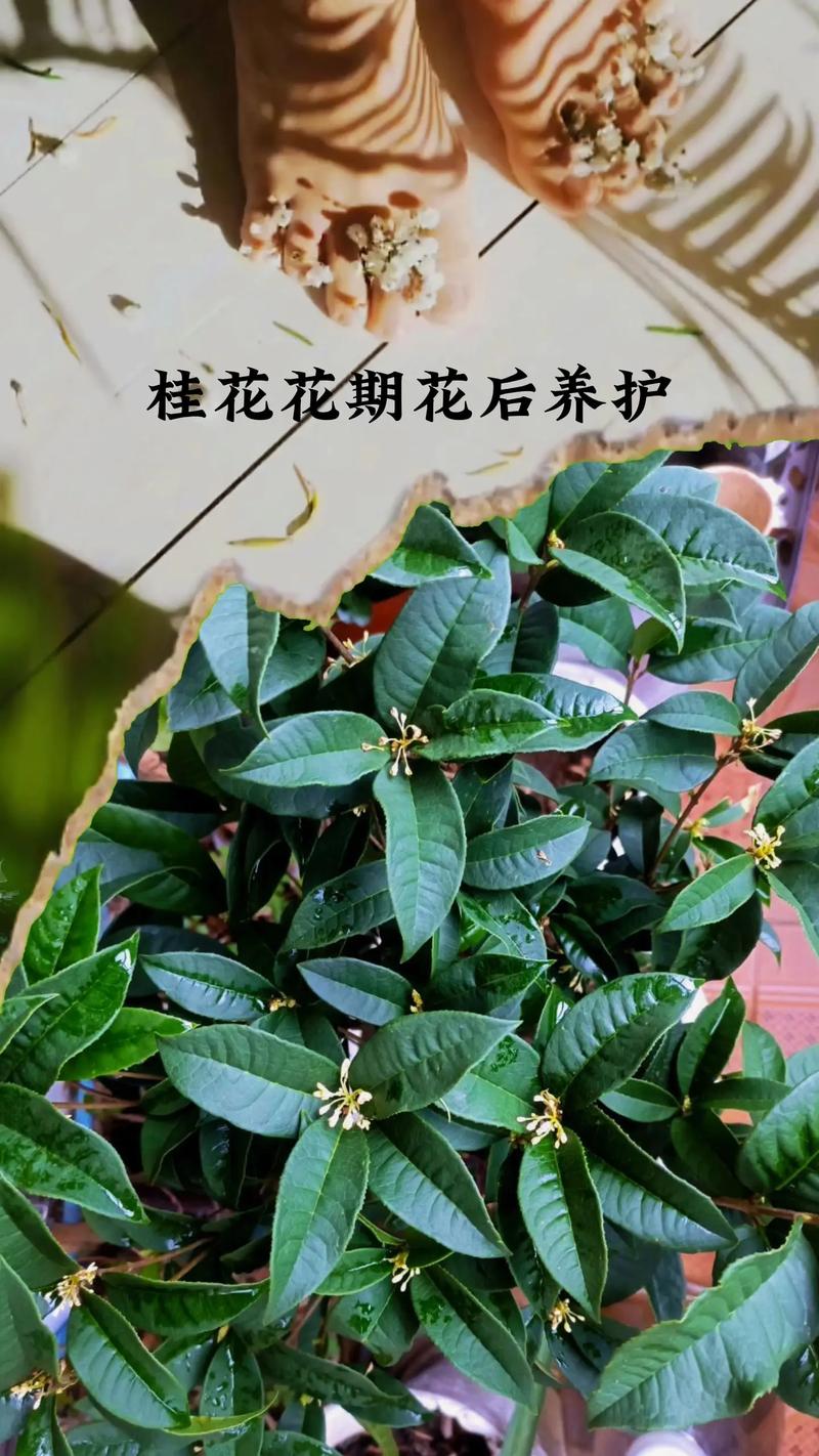 桂花植物养护知识（桂花植物养护知识大全）-第1张图片-多多自然网