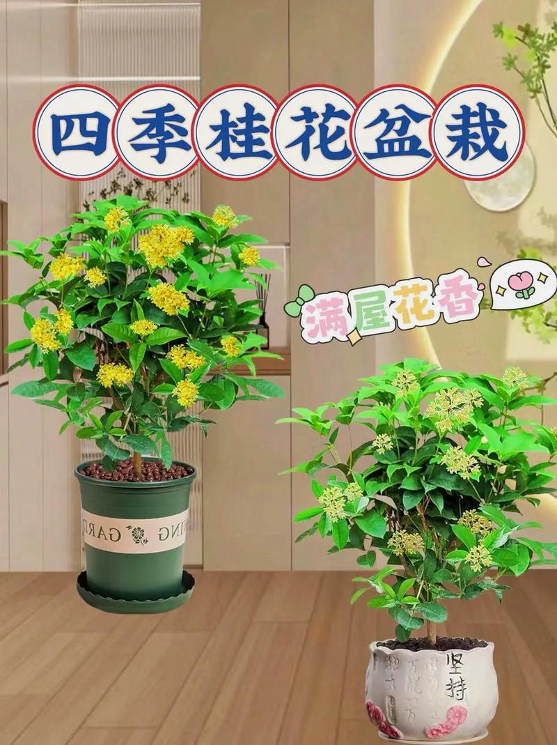 桂花植物养护知识（桂花植物养护知识大全）-第2张图片-多多自然网