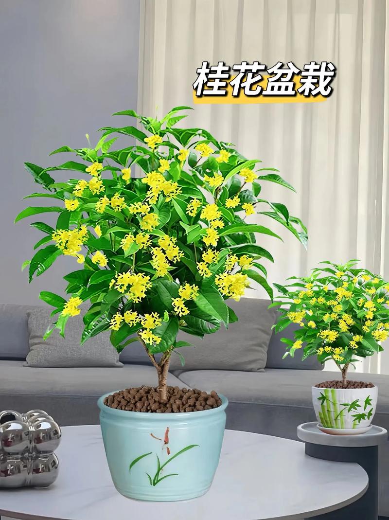 桂花植物养护知识（桂花植物养护知识大全）-第6张图片-多多自然网