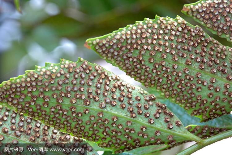 孢子植物的知识（孢子植物的知识点）-第5张图片-多多自然网