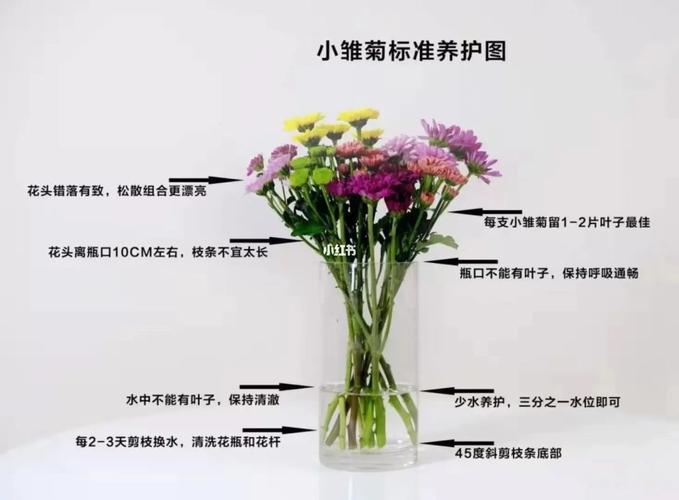 东北鲜花绿植怎么养护（东北养的花）-第2张图片-多多自然网