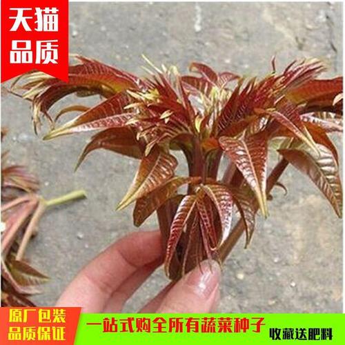 臭椿植物的养护知识（臭椿原变种）-第1张图片-多多自然网