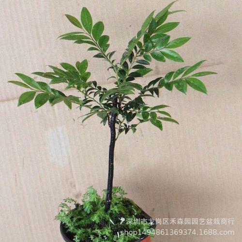 常用盆景植物基本知识（常见盆景）-第5张图片-多多自然网