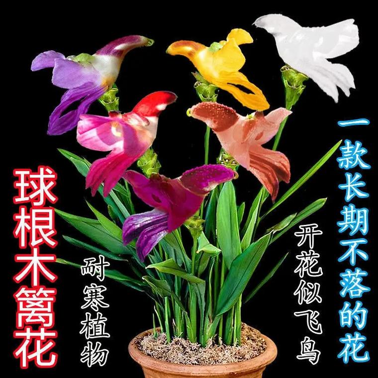 飞鸟花植物养护知识（飞鸟花植物养护知识大全）-第1张图片-多多自然网