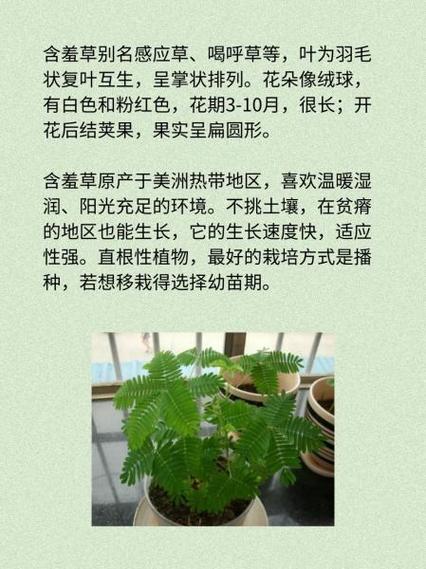 常见植物科普知识用途大全（常见植物科普知识用途大全及图片）-第7张图片-多多自然网