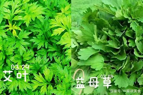 艾叶植物百科知识（艾叶医学百科）-第1张图片-多多自然网