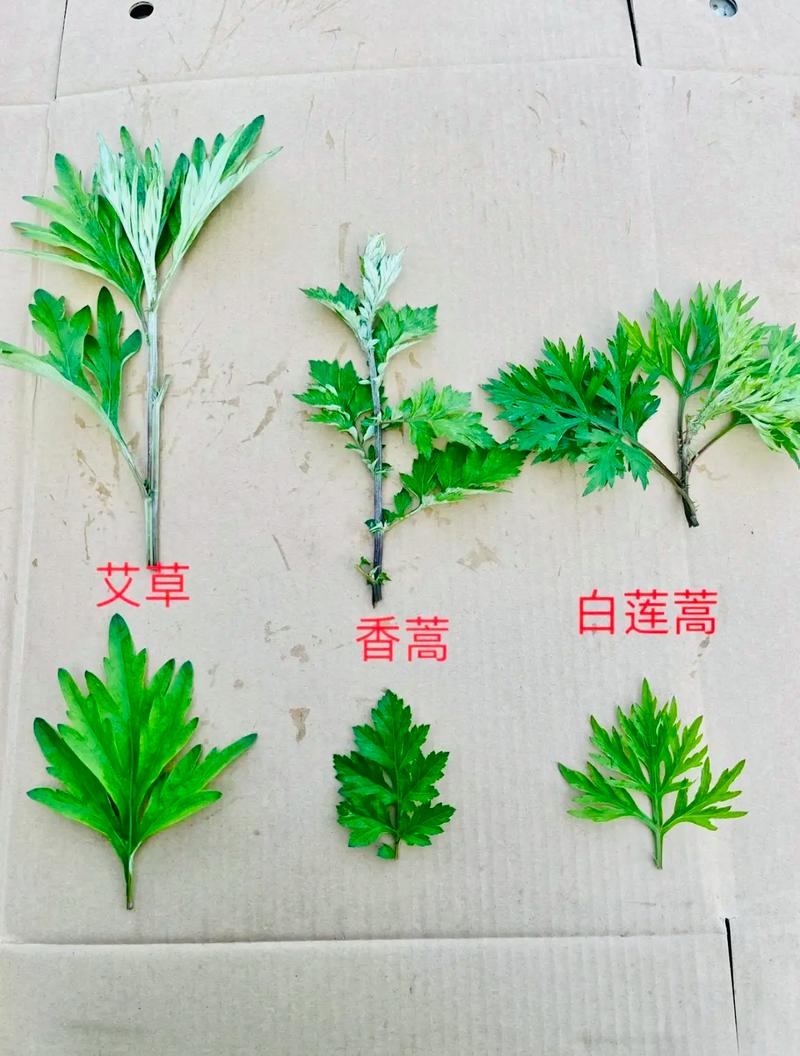 艾叶植物百科知识（艾叶医学百科）-第4张图片-多多自然网