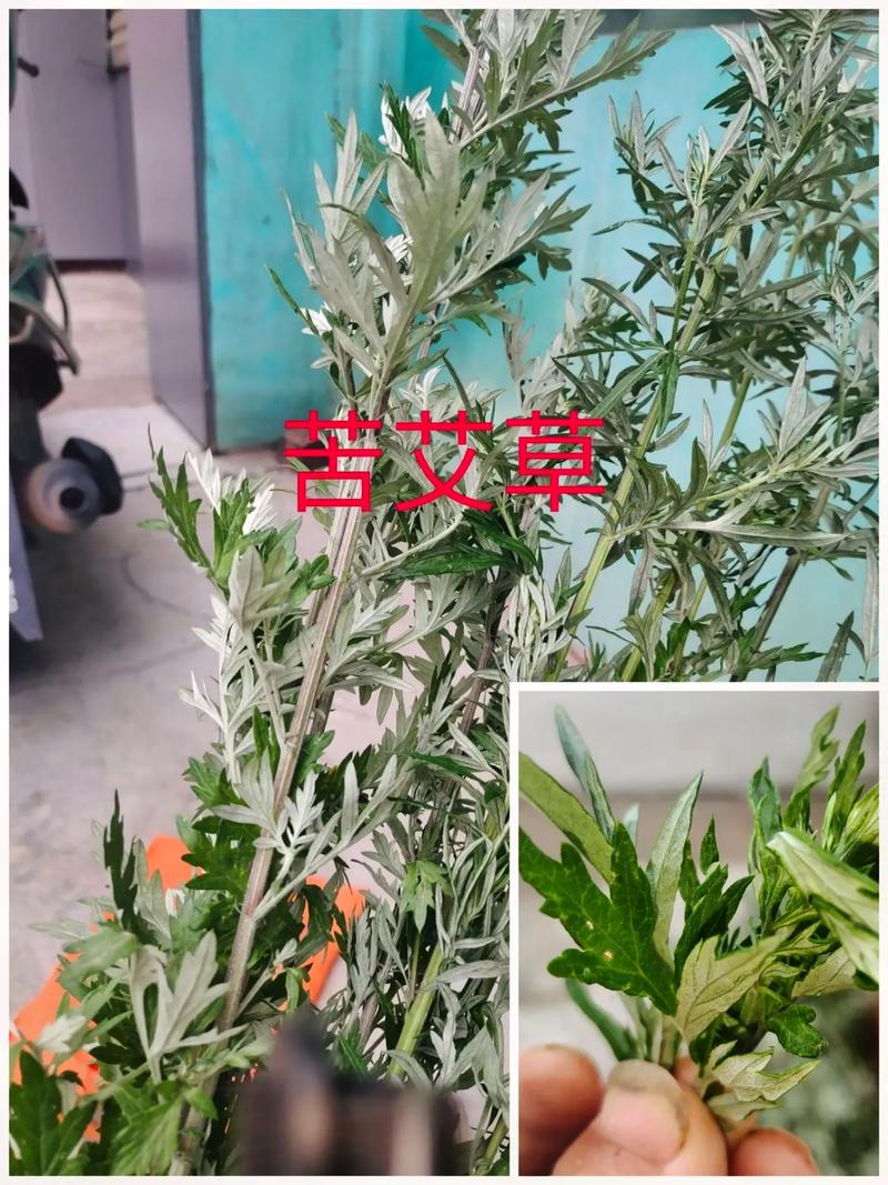 艾叶植物百科知识（艾叶医学百科）-第6张图片-多多自然网