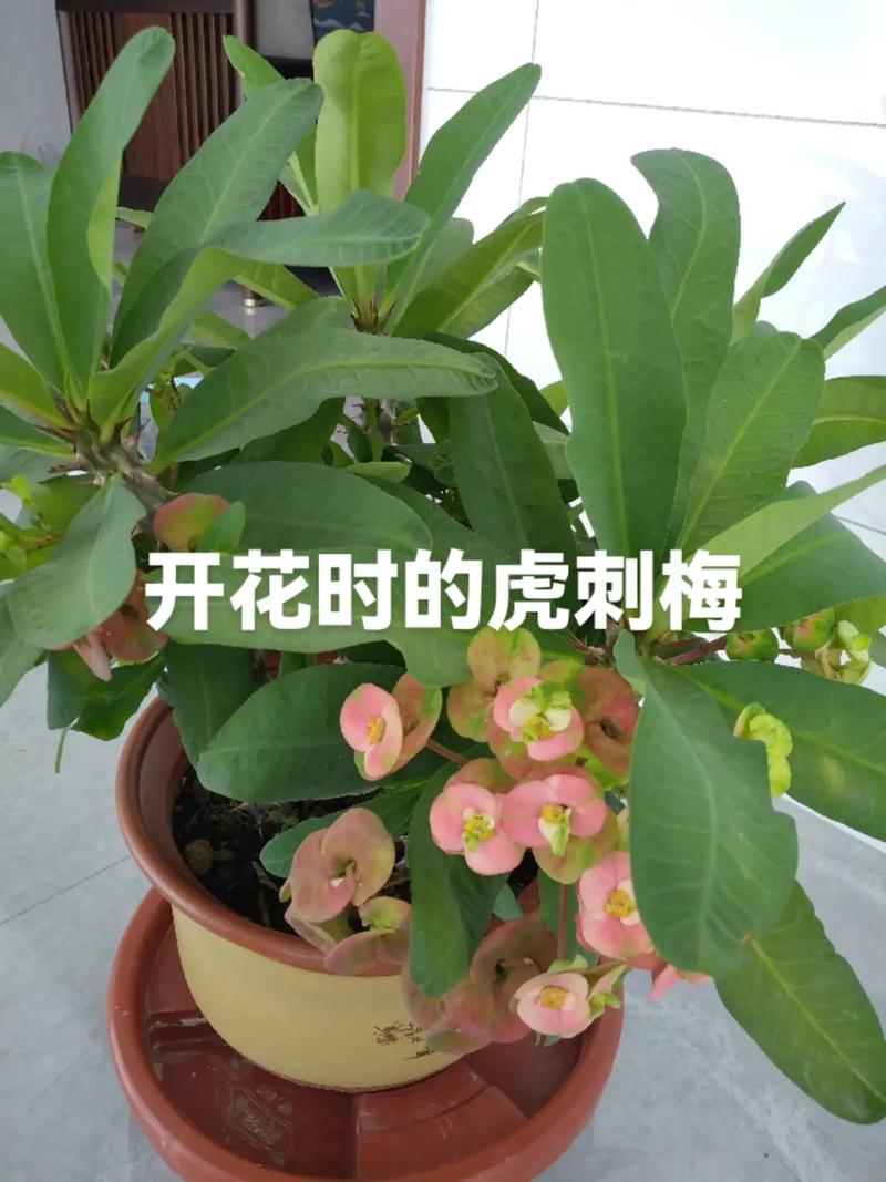 东北露台绿植怎么养护（东北露台绿植怎么养护的）-第1张图片-多多自然网