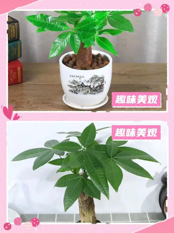 家庭常用植物养护知识（家庭常见绿植养护大全）-第3张图片-多多自然网