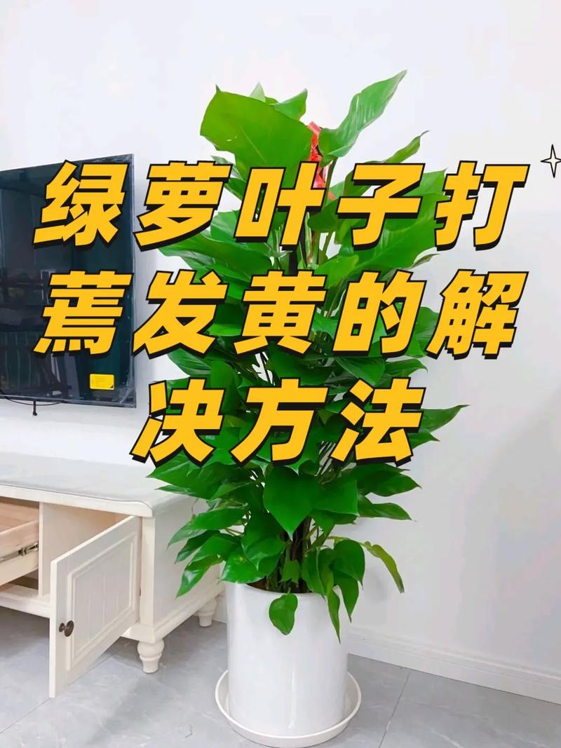 冬季北方室内绿植养护（冬季北方室内绿植养护注意事项）-第1张图片-多多自然网