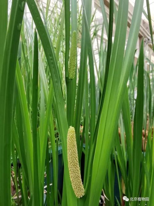 菖蒲有毒植物科普知识大全（菖蒲有毒植物科普知识大全图片）-第2张图片-多多自然网