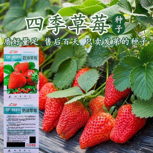 草莓涉及的生物植物知识（草莓涉及的生物植物知识大全）-第1张图片-多多自然网