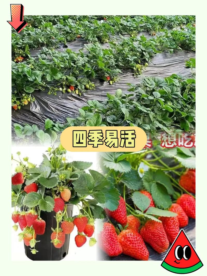 草莓涉及的生物植物知识（草莓涉及的生物植物知识大全）-第2张图片-多多自然网