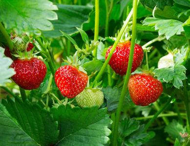 草莓涉及的生物植物知识（草莓涉及的生物植物知识大全）-第3张图片-多多自然网