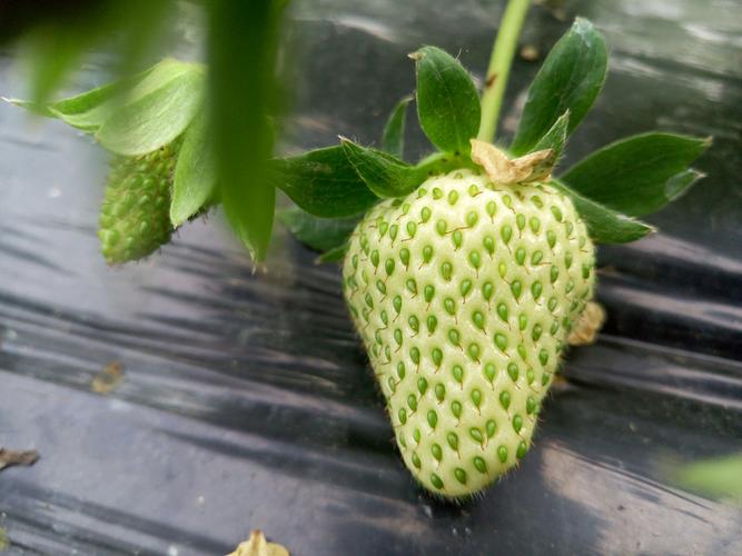 草莓涉及的生物植物知识（草莓涉及的生物植物知识大全）-第4张图片-多多自然网