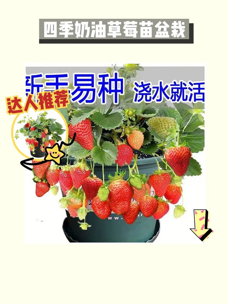 草莓涉及的生物植物知识（草莓涉及的生物植物知识大全）-第5张图片-多多自然网