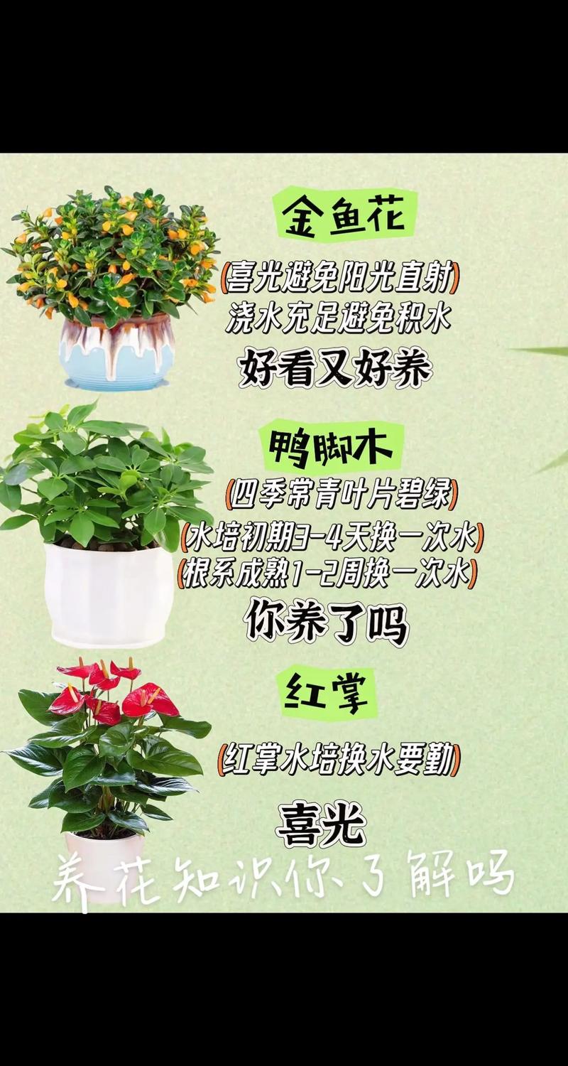 春季观花观叶植物养护知识（春季观叶树种）-第6张图片-多多自然网