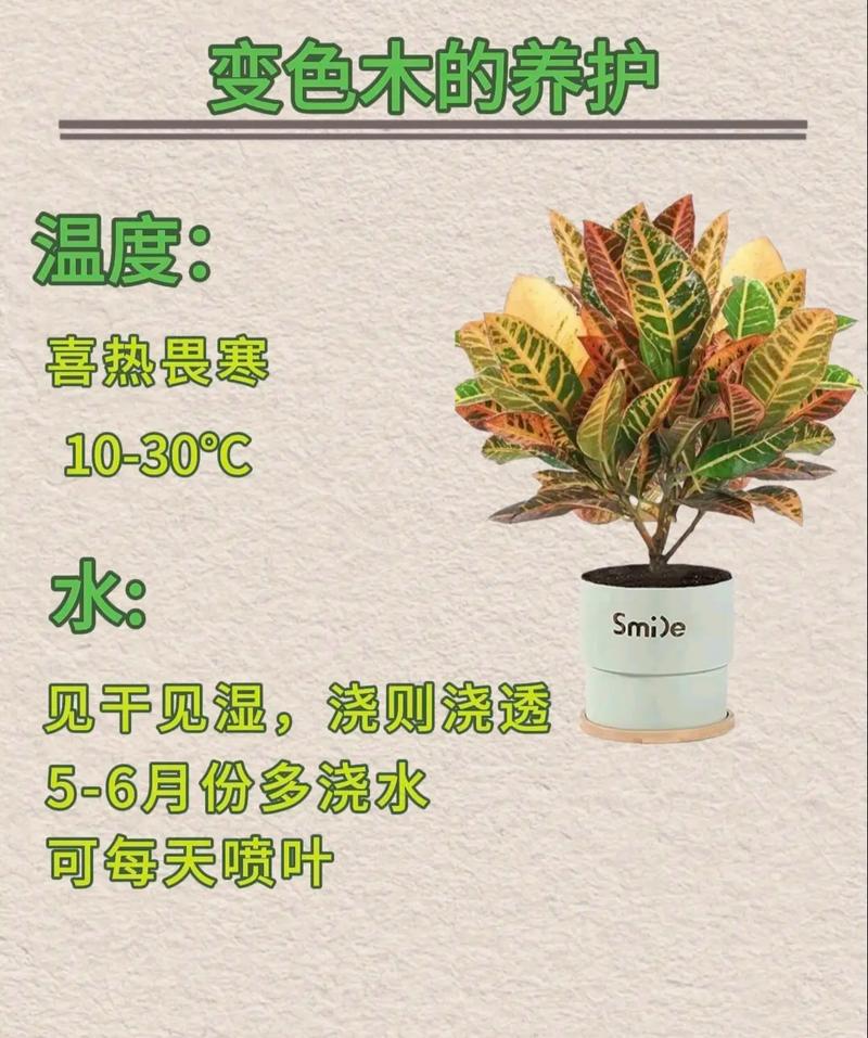 大戟科植物养护知识（大戟科常见植物）-第3张图片-多多自然网