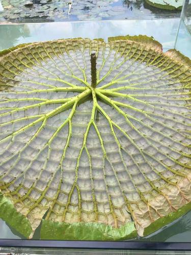 草本植物怎么认识人类知识（草本植物怎么解释）-第6张图片-多多自然网