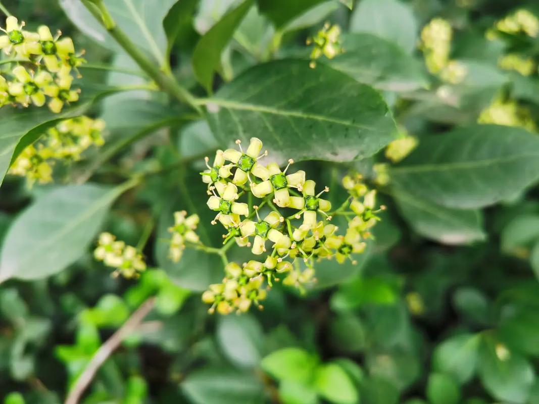 常见的植物知识和别名（常见的植物名称）-第6张图片-多多自然网