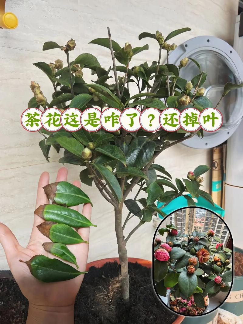 茶花植物科普知识（茶花植物科普知识视频）-第5张图片-多多自然网