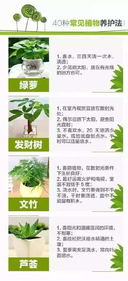 东北厚叶绿植怎么养护的（厚叶子的盆景）-第5张图片-多多自然网