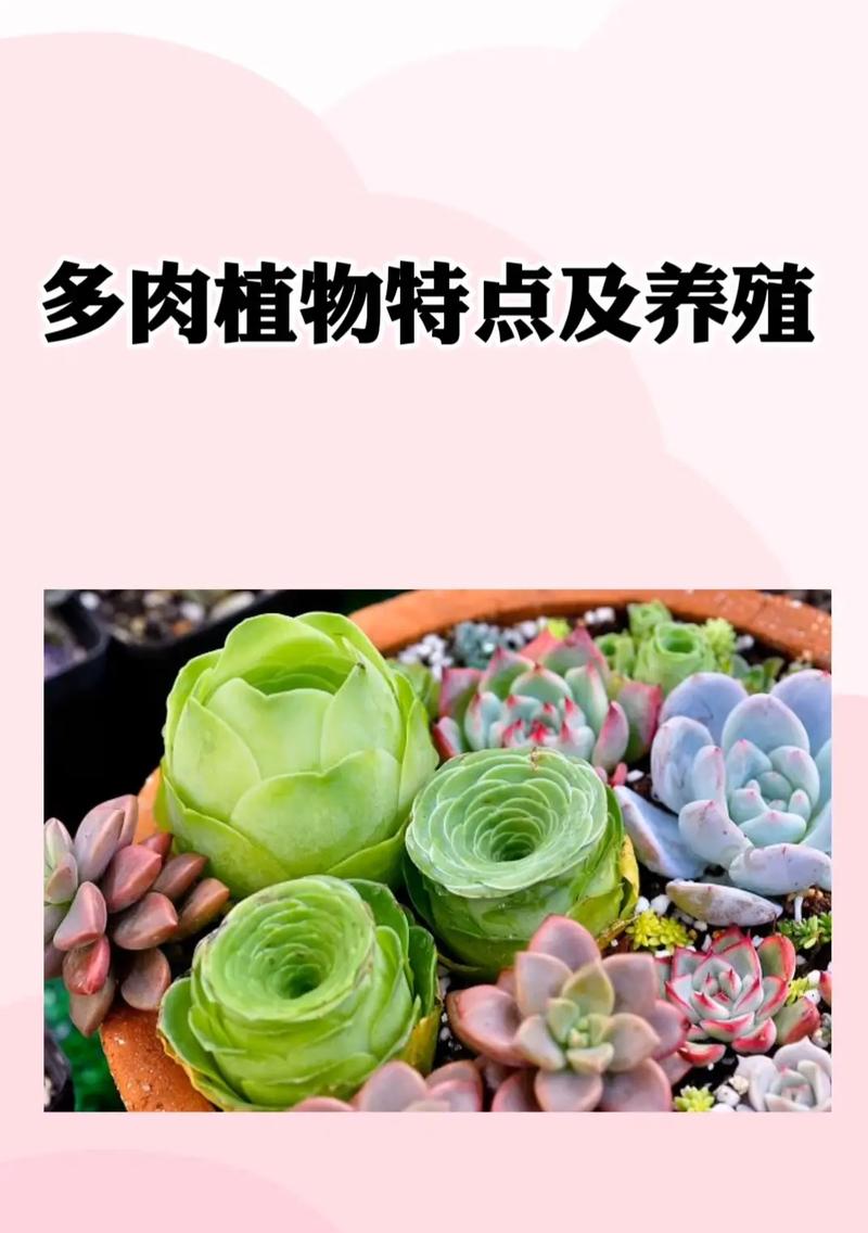 多肉植物养护需知的知识（多肉植物的养护与管理）-第6张图片-多多自然网